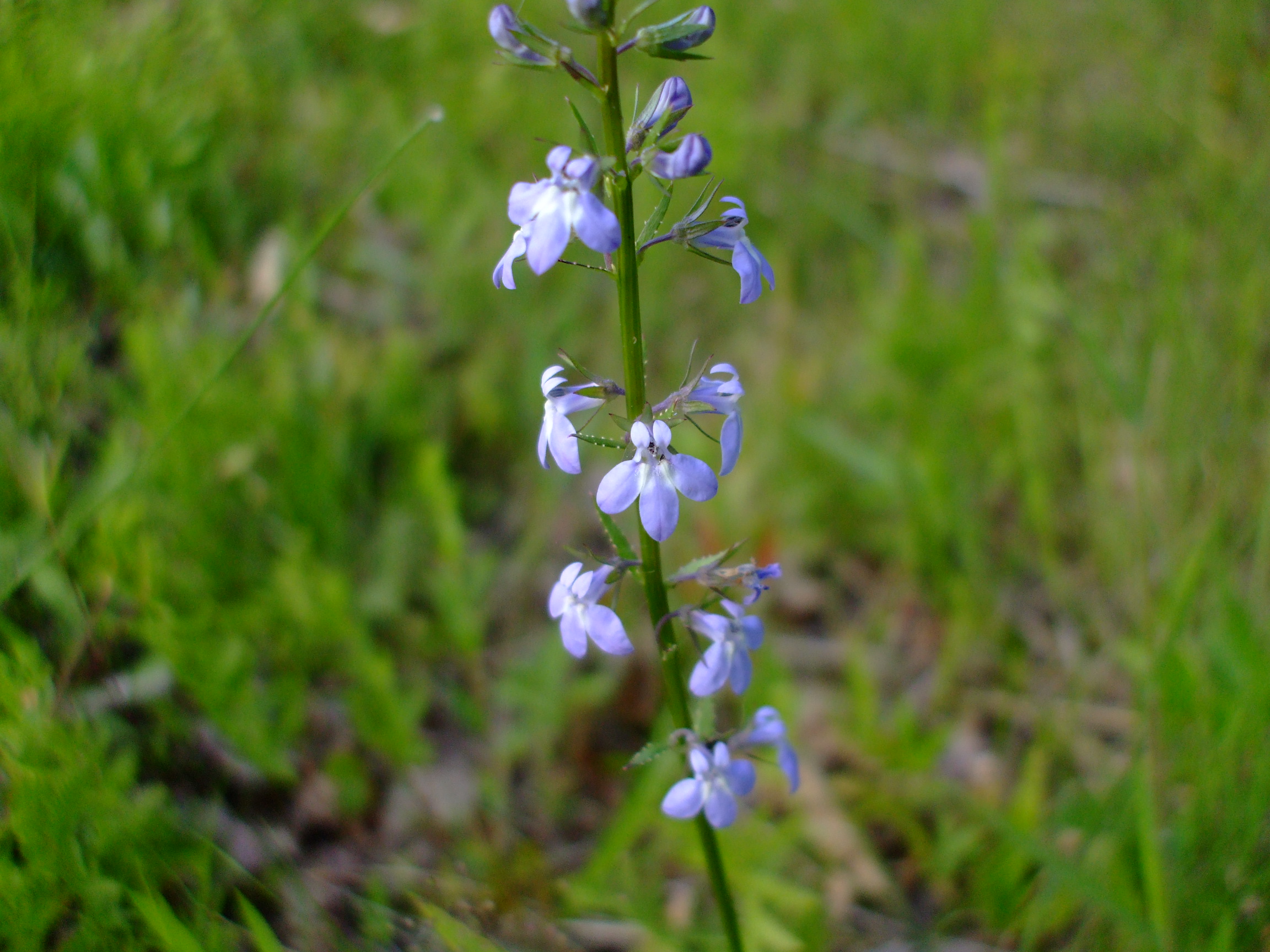 Lobelia spicata